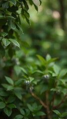 Lush green foliage with out-of-focus leaves and berries, creating a serene natural background. Perfect for concepts of tranquility and nature