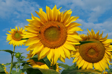 On the field of sunflowers little working bees sits on the sunflower