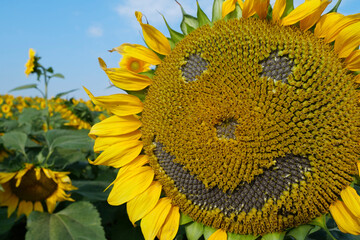 Scary sunflower muzzle with sinister smile at field of sunflowers. Frightful