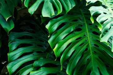 Lush Green Monstera Leaves Close-Up