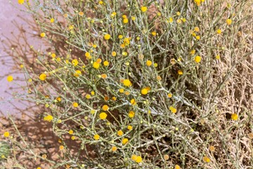 Flowering Pulicaria sp., a subshrub native to Saudi Arabia