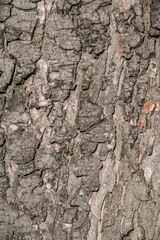 Detail of tree bark closeup as natural and texture background 