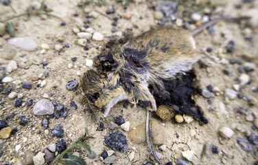 Dead mouse on the street