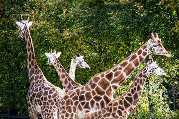 Tall giraffes are standing closely together in their habitat