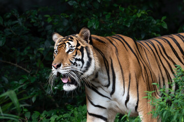 Fototapeta premium A majestic tiger prowls through dense greenery, showing its sharp features and striking orange and black striped fur.