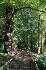Obraz premium A peaceful shady English forest trail with dappled sunlight coming through the branches. 