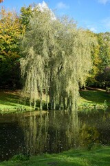 A Beautiful Weeping Willow Tree reflected in a lake in The English Countryside under a blue sky.  © Andy