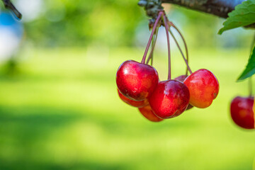 果物　さくらんぼ