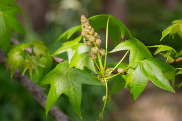 American sweetgum (Liquidambar styraciflua) green leaves. The tree is also known as Redgum, Sweet...