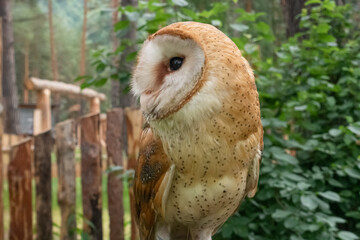 Close-up portrait of Barn Owl or Schleiereule (Tyto alba) sitting in a tree with summer colors in...