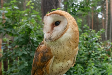 Close-up portrait of Barn Owl or Schleiereule (Tyto alba) sitting in a tree with summer colors in the background. Beautiful bird with heart-shaped face. Wildlife. Wild nature.