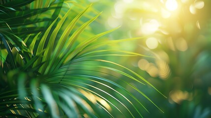 Obraz premium Sunlight filtering through lush green palm leaves creating a vibrant and fresh natural background in a tropical forest.
