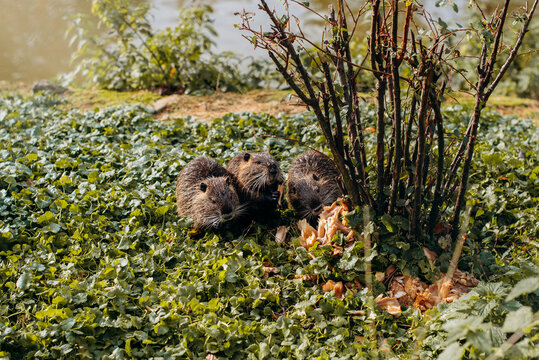 Myocastor coypus or nutria, at natural habitat at river side