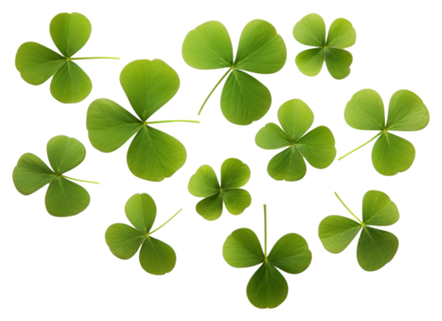 PNG Leaf clover plant green. - Powered by Adobe