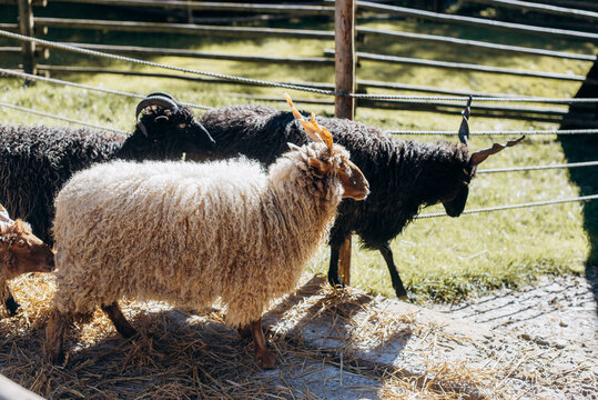 Hungarian Racka sheep, head close-up. Brad of sheep know for its unusual spiral-shaped horns