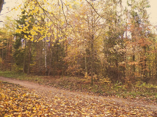 Autumn in forest. Beauty of nature