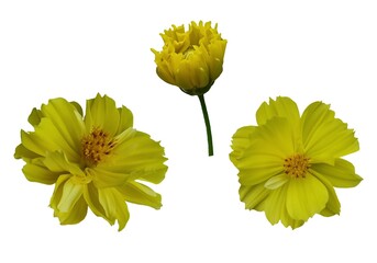 Image of yellow flowers, multiple perspectives, natural, placed on a white background, easy to cut,...