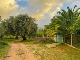 Scenic hiking trail at sunrise through grove of old olive trees in Himare, Vlore, Albania. Plantation surrounded by green grass. Gnarled trunks and twisted branches creating sense of age and wisdom