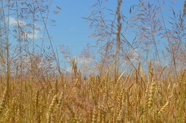 reed in the wind