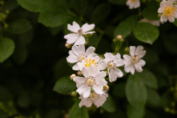 (Rosa Multiflora) Close up of a bouquet of graceful small white sweet-smelling flowers of multiflora rose or eijitsu rose bushy shrub