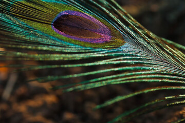 Fototapeta premium Peacock feather closeup. Selective focus.