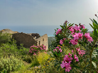 Pink oleander flower and ruins of  ancient stone building of Himare Castle, Vlore, Albania. Scenic...