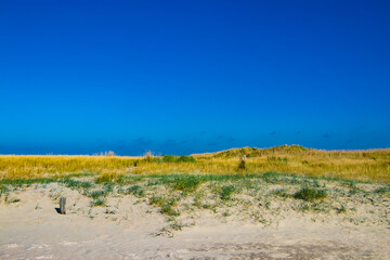 beautiful contrast between blue, clear sky and yellow, green dunes in Rømø Denmark