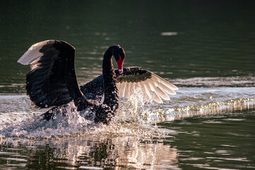 black and white country