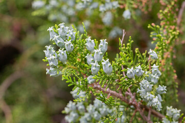 Thuja or cypress green branches with blue, turquoise cones, close-up. Platycladus orientalis, Chinese thuja arbovitae, juniper coniferous tree of the Cupressaceae family.