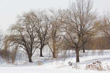 Obraz premium Serene Winter Scene Featuring Bare Willow Trees Standing Against a Snowy Landscape
