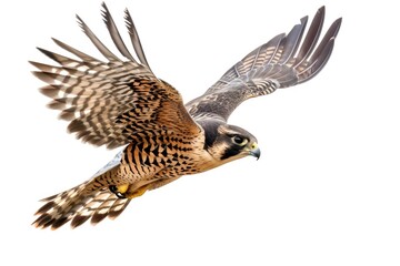 A bird soaring through the sky with its wings extended