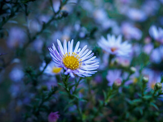 flower in the garden