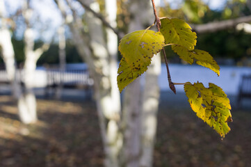 Yellow and dry leaves of autumn birches.