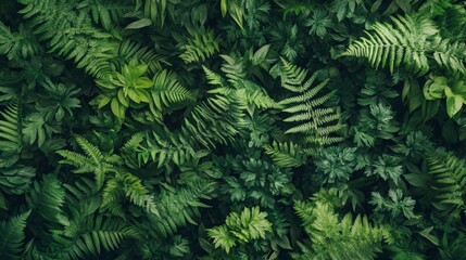 Dense carpet of ferns filling the frame, deep shadows and subtle light creating a moody and natural texture
