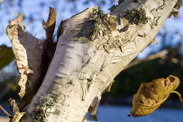 Yellow and dry leaves of autumn birches.