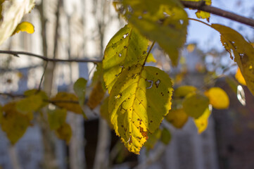 Yellow and dry leaves of autumn birches.