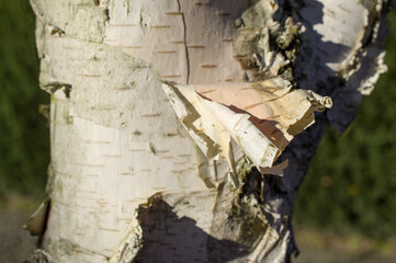Yellow and dry leaves of autumn birches.
