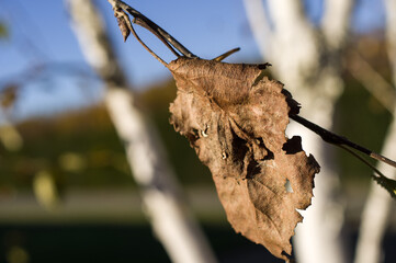 Yellow and dry leaves of autumn birches.