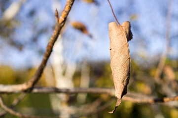 Yellow and dry leaves of autumn birches.
