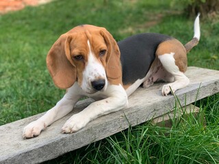 beagle in the grass