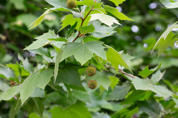 Leaves and fruits of Platanus occidentalis, also known as American sycamore. Leaves and fruits of Platanus occidentalis, also known as American sycamore.