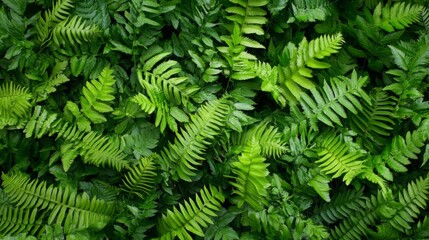 Obraz premium Lush dark green ferns tightly packed, showing rich textures and deep shadows, minimal light, full-frame composition