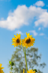 北海道　北竜町のひまわり畑