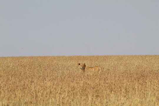 Lionne dans la savane