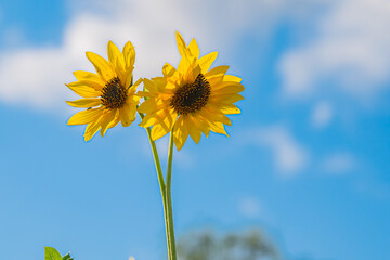 北海道　北竜町のひまわり畑