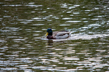 Ente auf dem Wasser