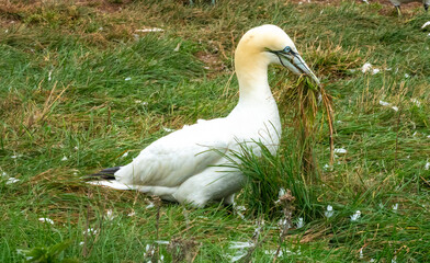 Northern gannet collecting grass for its nest at the end of the breeding season, Bonaventure Island, Percé, Gaspésie peninsula, Quebec, Canada