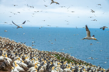 Huge colonies of northern gannets breeding at the edge of cliffs on Bonaventure Island, Percé,...