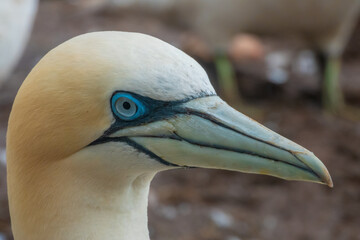 very close portrait opf an adult northern gannet, Bonaventure Island National Park, Percé,...