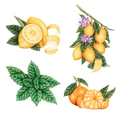 Obraz premium Hand drawn peppermint and citrus sticker with a white border design element set